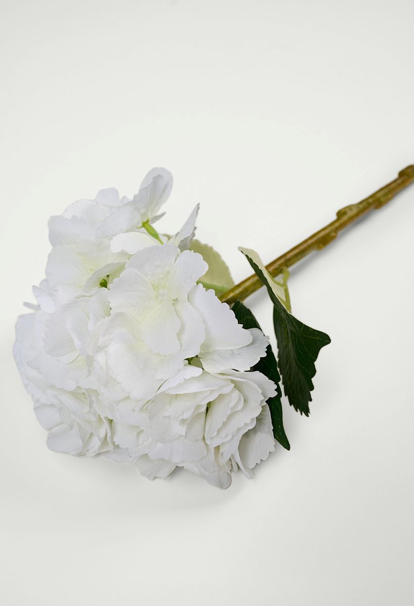 Blume Weiß - 2