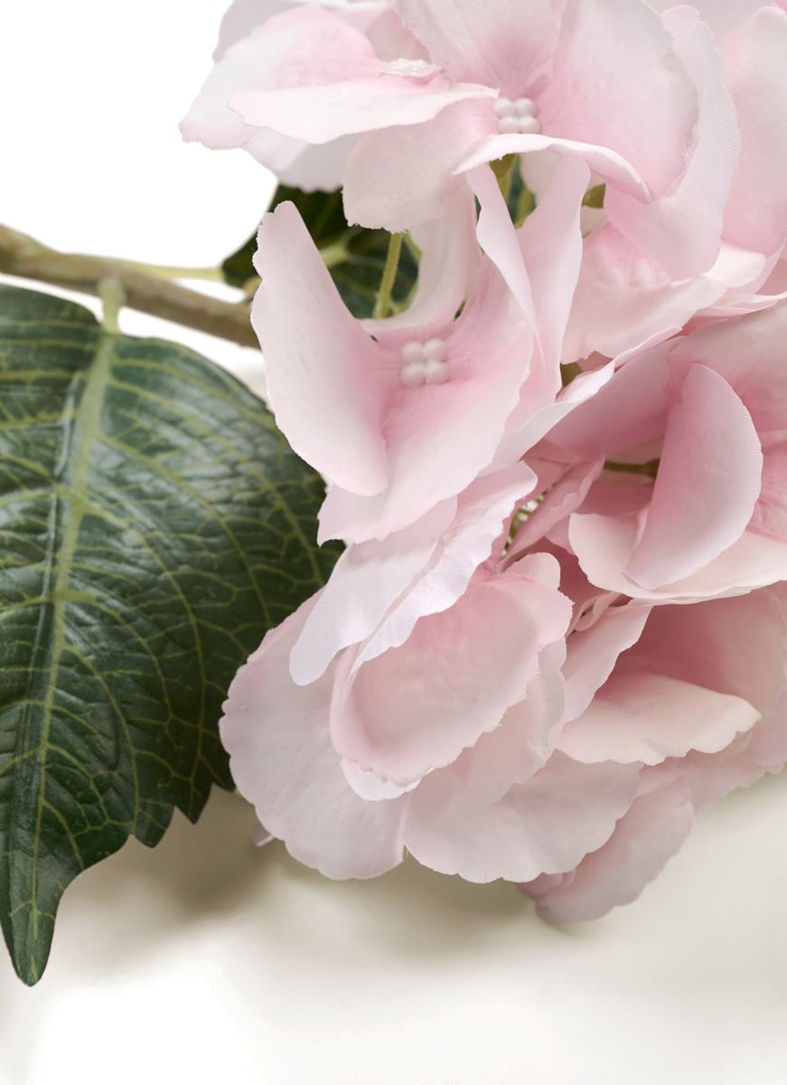 Blume Rosa - 2