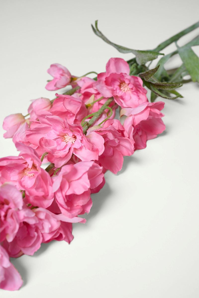 Blume Rosa - 2