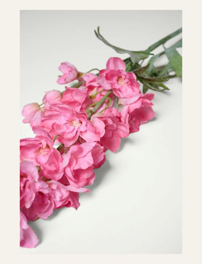 Blume Rosa - 2