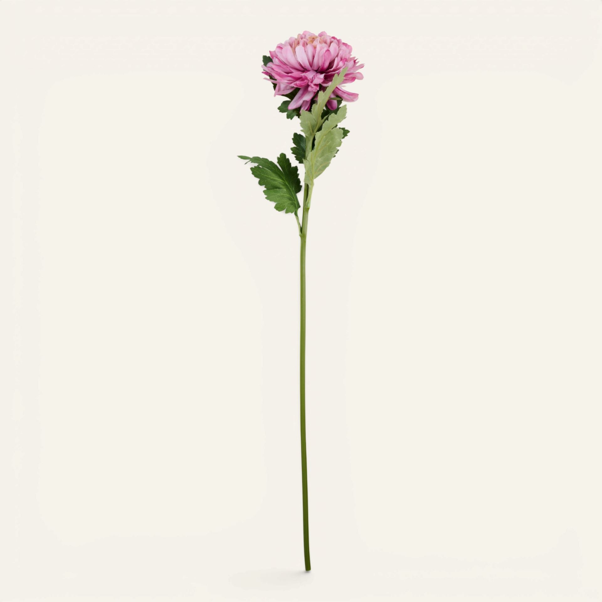 Blume Altrosa - 19x17x71 cm Altrosa - 1