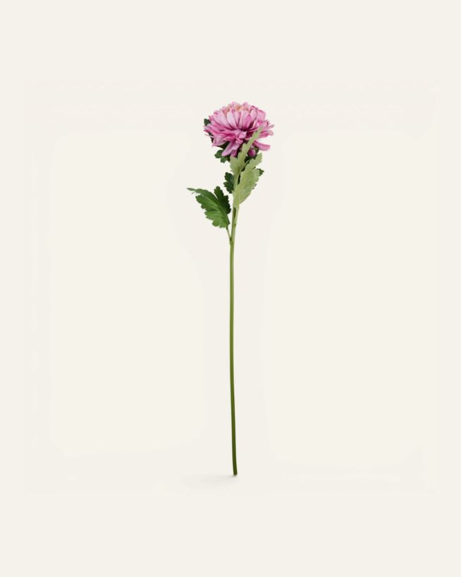 Blume Altrosa - 19x17x71 cm Altrosa - 1