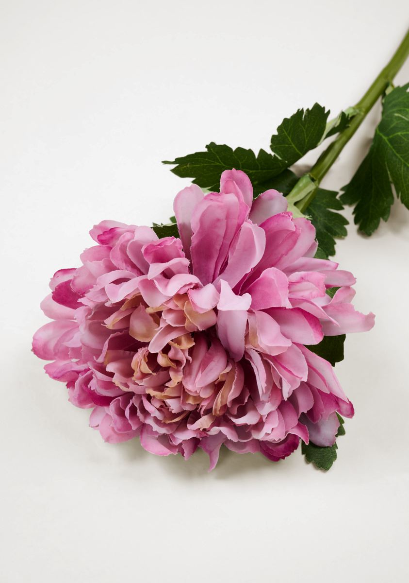 Blume Altrosa - 2