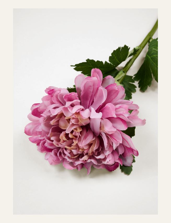 Blume Altrosa - 2