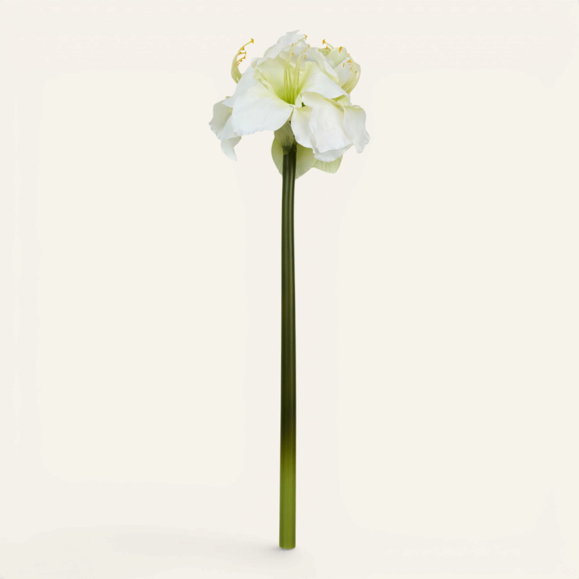 Blume Weiß - 25x22x61 cm Weiß - 1