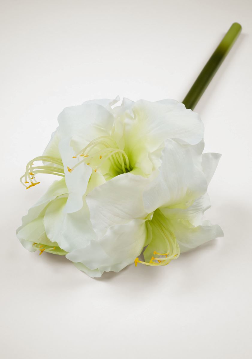 Blume Weiß - 2