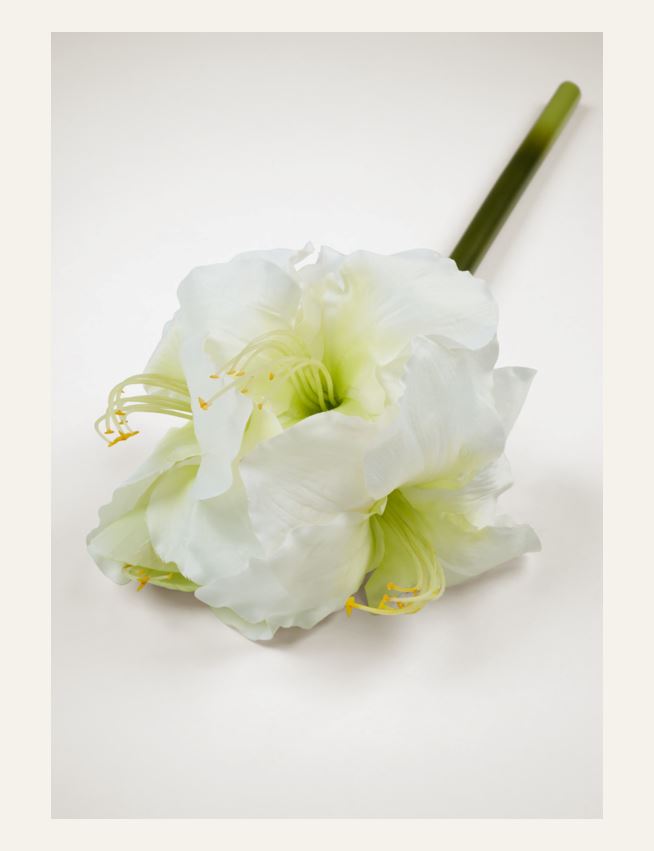 Blume Weiß - 2