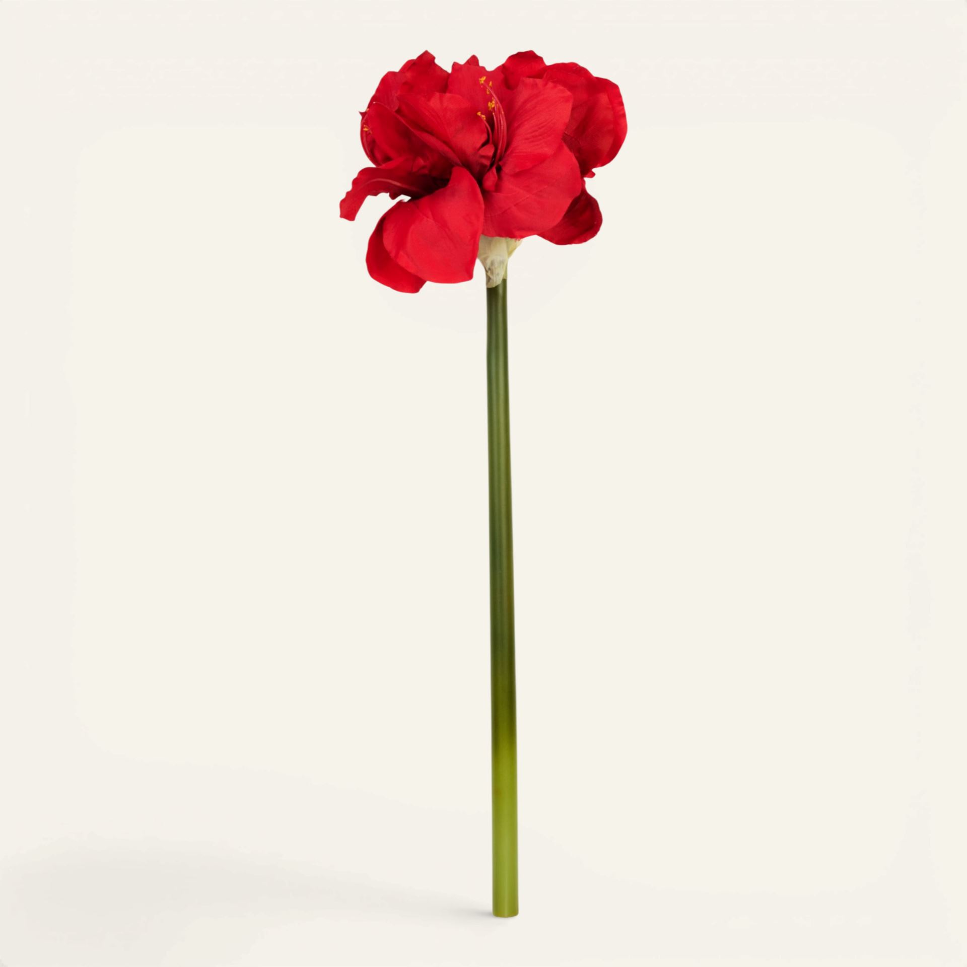Blume Rot - 25x22x61 cm Rot - 1