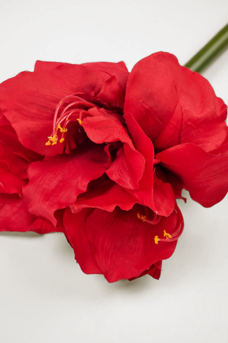 Blume Rot - 2