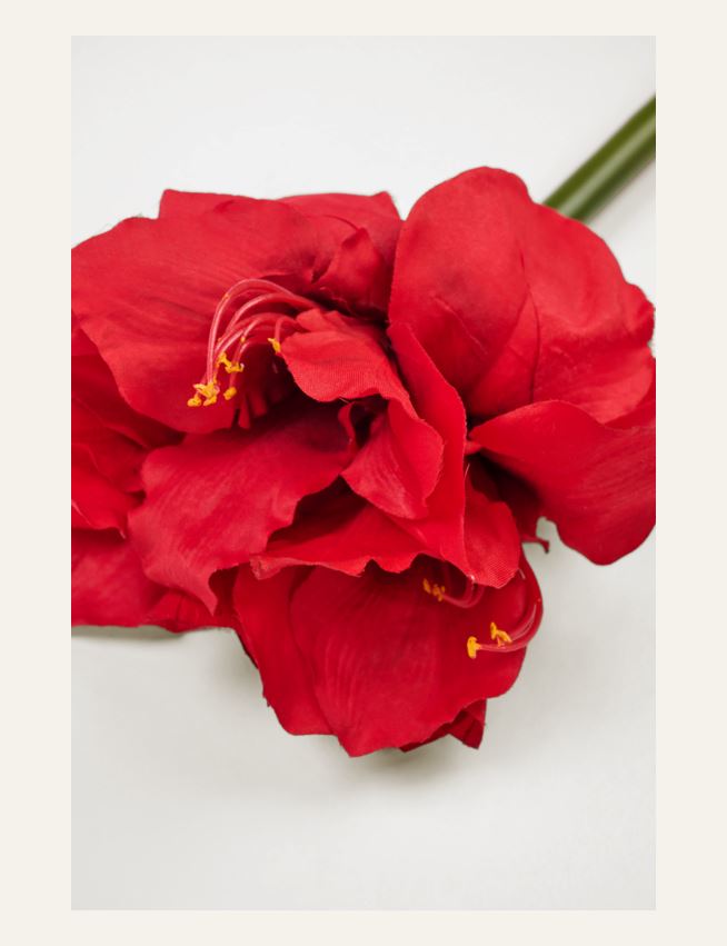 Blume Rot - 2