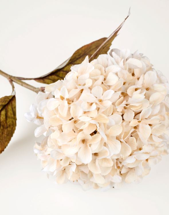 Blume Offwhite - 3
