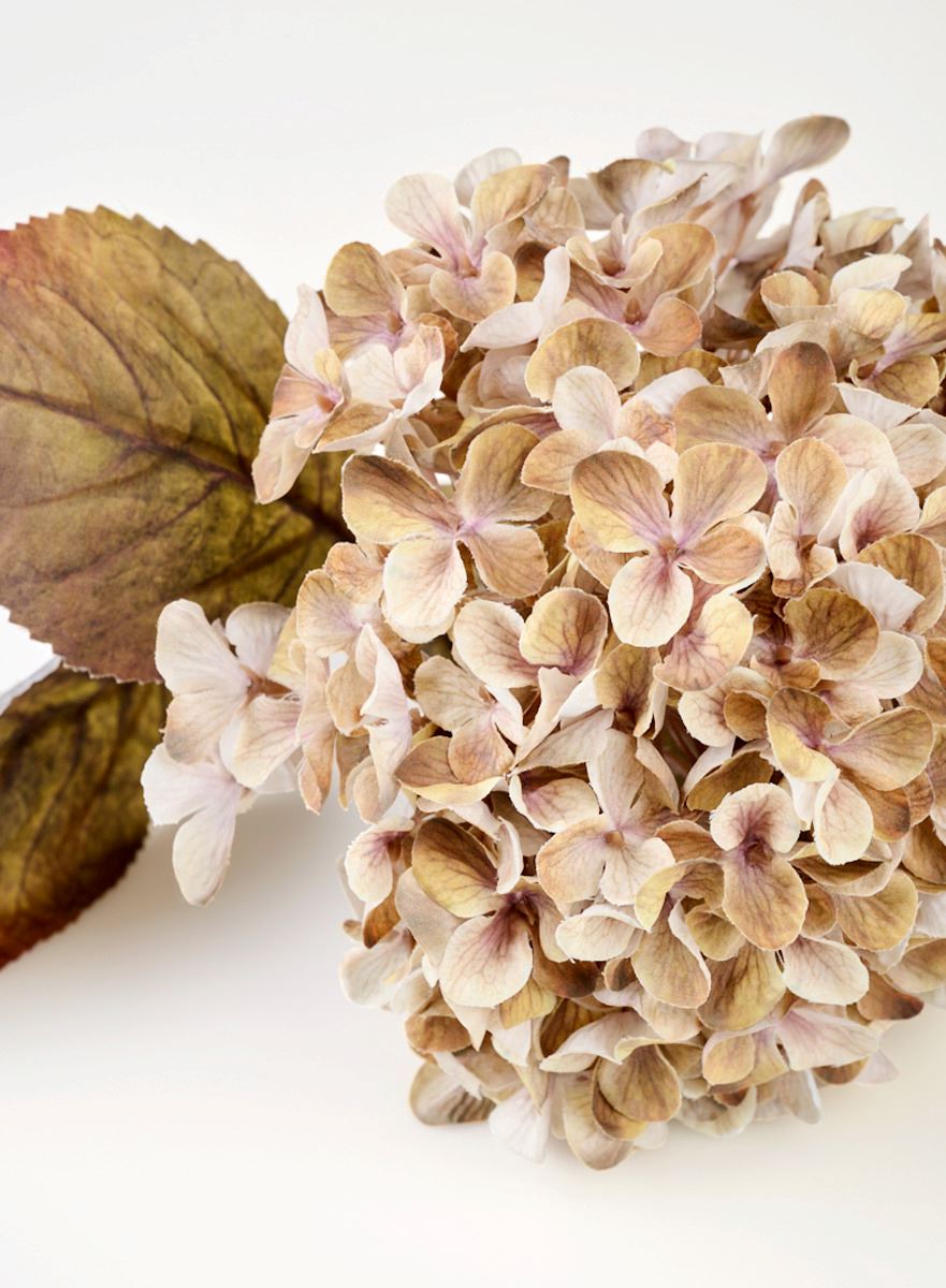 Blume Beige - 3