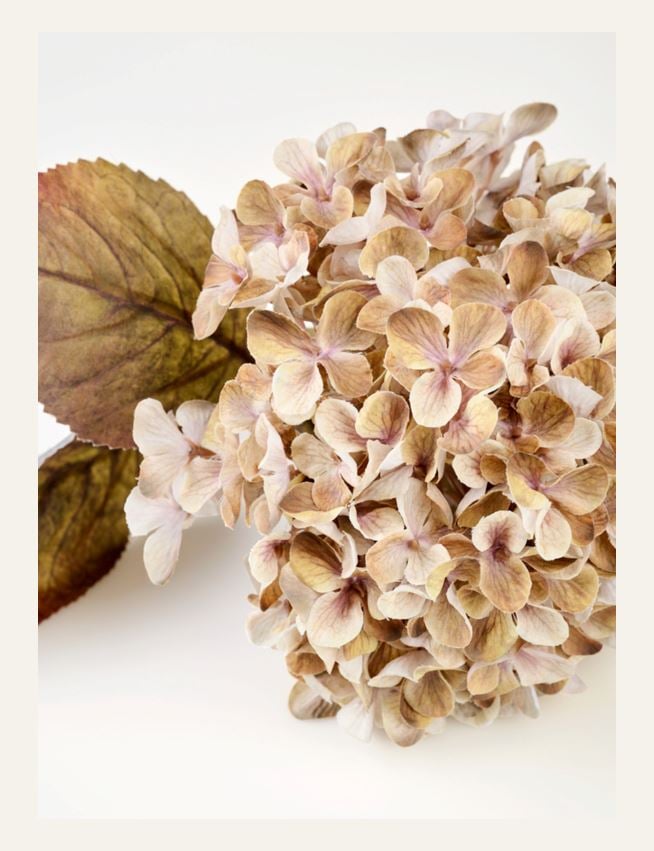 Blume Beige - 3